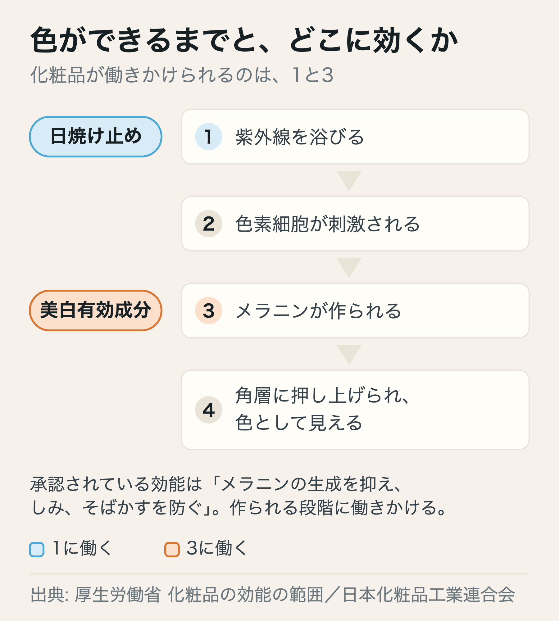 紫外線を浴びてから色として見えるまでの流れと、日焼け止めと美白有効成分がそれぞれどこに働くか